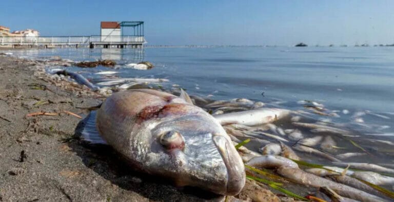 ANSE pide la intervención de entidades profesionales del periodismo y de la información para evitar la expansión del negacionismo en torno al Mar Menor