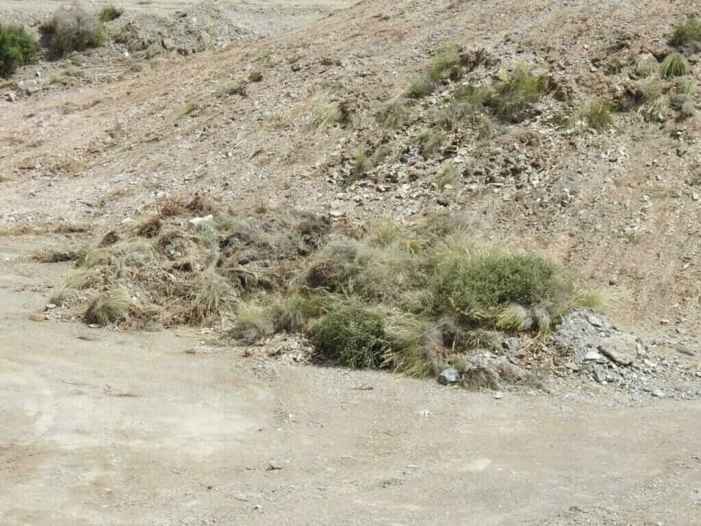 ANSE: "Graves daños al medio natural por una roturación con fines urbanísticos en Águilas" ANSE: "Graves daños al medio natural por una roturación con fines urbanísticos en Águilas"