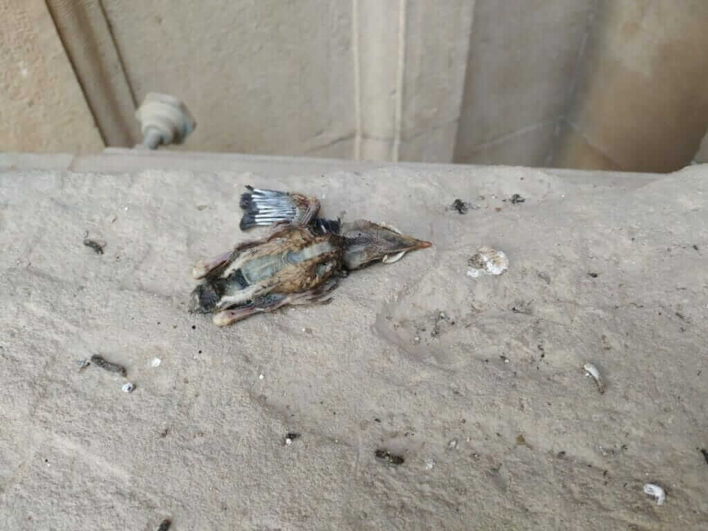 Huermur denuncia el vergonzoso estado de la colección de 18 escudos heráldicos BIC del Museo Arqueológico Huermur denuncia el vergonzoso estado de la colección de 18 escudos heráldicos BIC del Museo Arqueológico