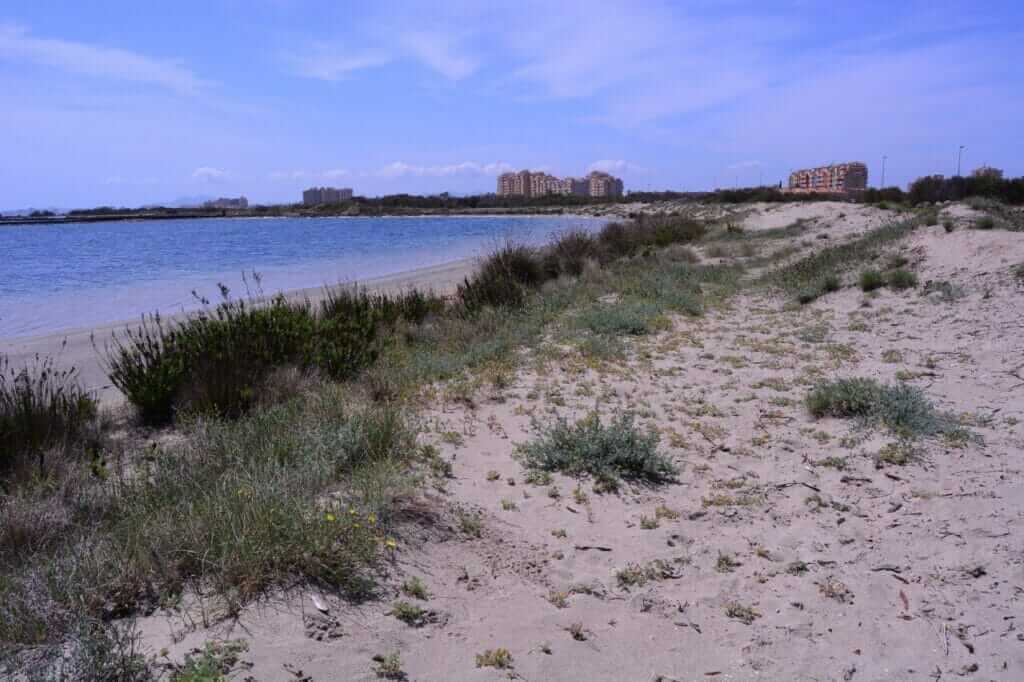ANSE elimina 16.000 plántulas de acacia y solariza 4.000 m2 de arenales contra la vegetación invasora en La Manga ANSE elimina 16.000 plántulas de acacia y solariza 4.000 m2 de arenales contra la vegetación invasora en La Manga
