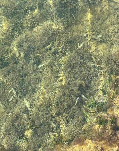 Más de tres kilos de peces muertos anuncian un nuevo episodio de anoxia en el Mar Menor provocado por la inacción del Partido Popular