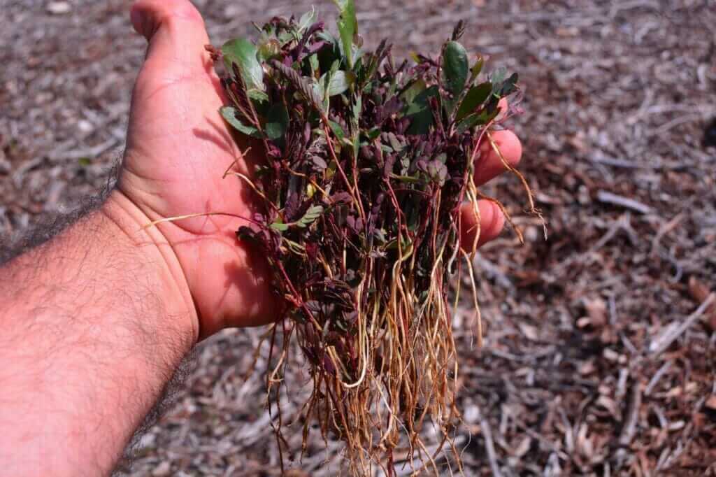 ANSE elimina 16.000 plántulas de acacia y solariza 4.000 m2 de arenales contra la vegetación invasora en La Manga ANSE elimina 16.000 plántulas de acacia y solariza 4.000 m2 de arenales contra la vegetación invasora en La Manga