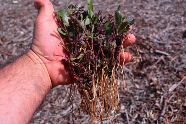 ANSE elimina 16.000 plántulas de acacia y solariza 4.000 m2 de arenales contra la vegetación invasora en La Manga