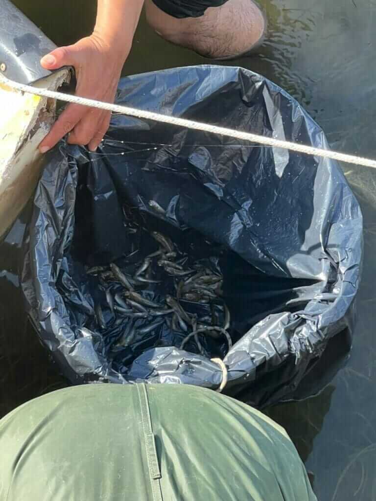 Galería fotográfica peces muertos en Santiago de la Ribera (Mar Menor) - 18/05/2022