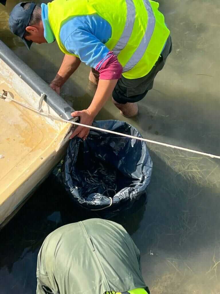 Galería fotográfica peces muertos en Santiago de la Ribera (Mar Menor) - 18/05/2022