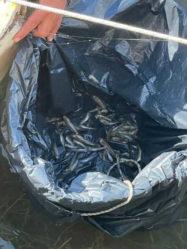 Galería fotográfica peces muertos en Santiago de la Ribera (Mar Menor) - 18/05/2022