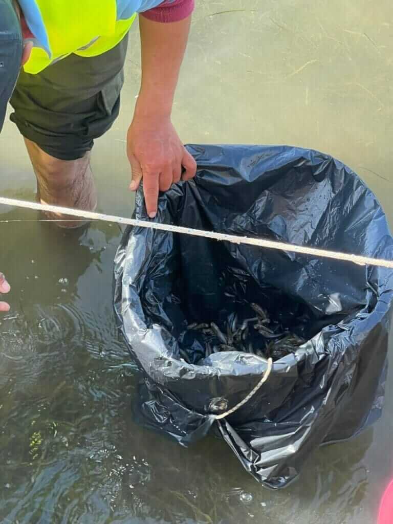 Galería fotográfica peces muertos en Santiago de la Ribera (Mar Menor) - 18/05/2022