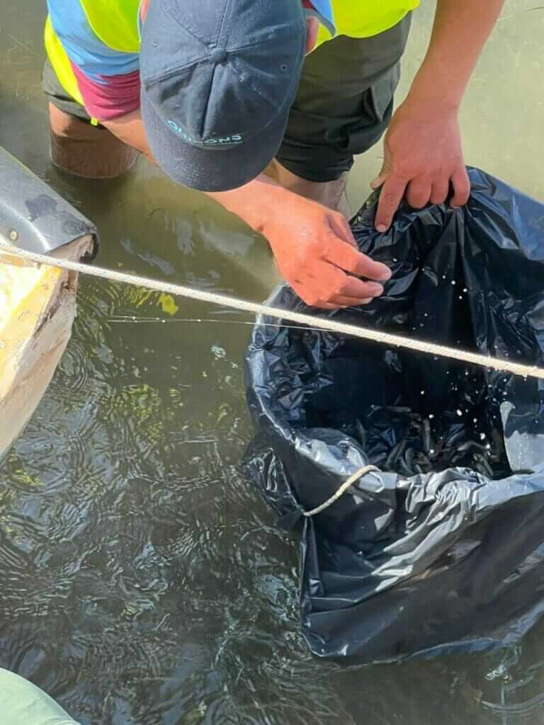 Galería fotográfica peces muertos en Santiago de la Ribera (Mar Menor) - 18/05/2022