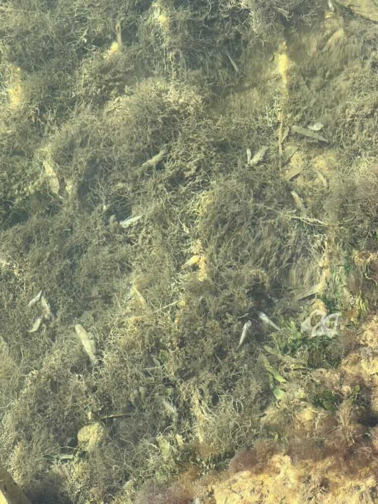 Galería fotográfica peces muertos en Santiago de la Ribera (Mar Menor) - 18/05/2022