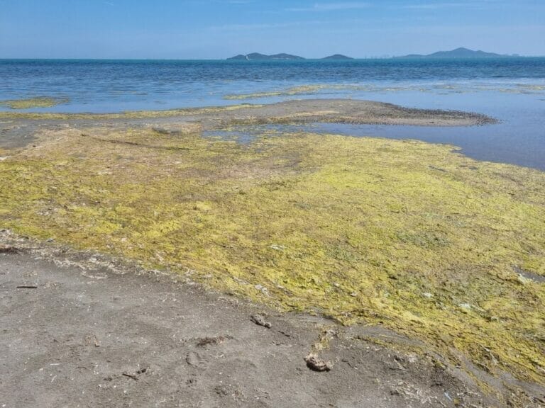 MANIFIESTO POR EL MAR MENOR