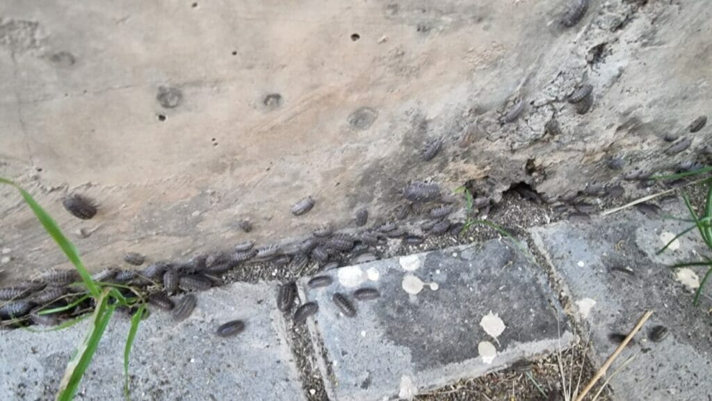 Pedro Contreras: “Es inaceptable la degradación que sufre el barrio universitario por la inacción del equipo de gobierno municipal” Pedro Contreras: “Es inaceptable la degradación que sufre el barrio universitario por la inacción del equipo de gobierno municipal”