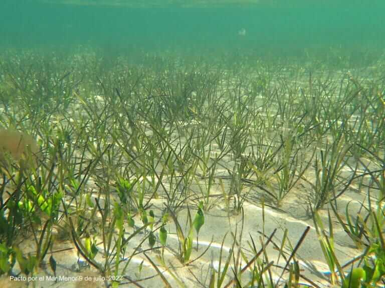 Pacto por el Mar Menor