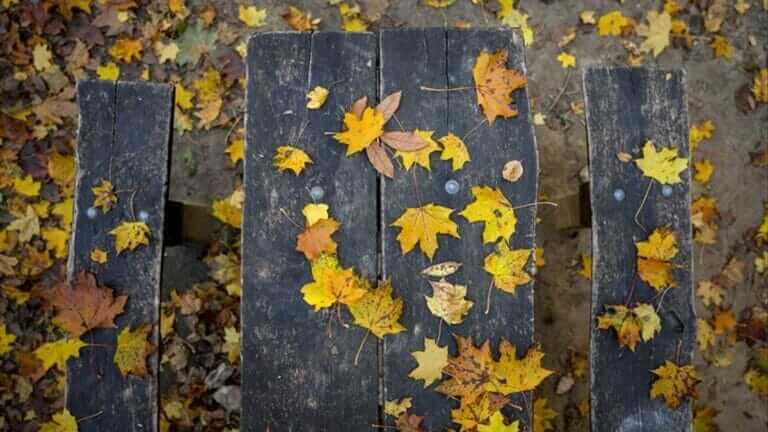 ‘Murcia en clave de otoño’ ofrecerá un programa de actividades en Murcia y pedanías