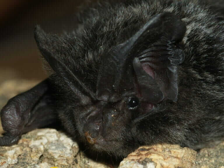 ANSE: "Bosques maduros, árboles muertos y roquedos: imprescindibles para los mamíferos más amenazados de Europa"