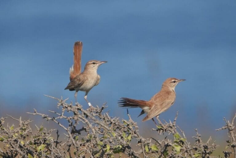 El alarmante declive del alzacola rojizo en la Región de Murcia