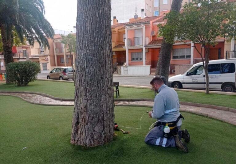 El Ayuntamiento de Jumilla realiza nuevos tratamientos de endoterapia en los pinos del municipio para evitar procesionaria