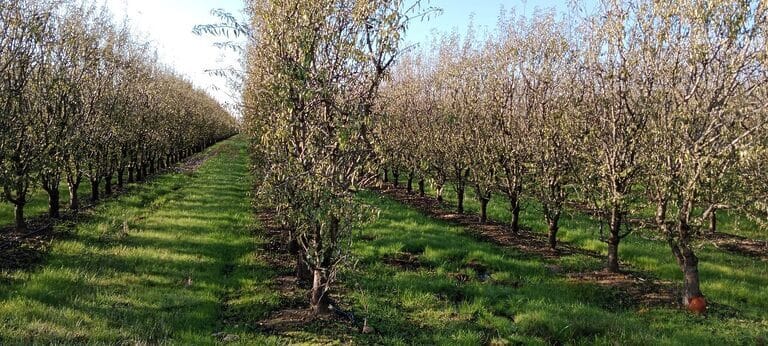 Estudian cómo las cubiertas vegetales mejoran la sostenibilidad de los cultivos en seto