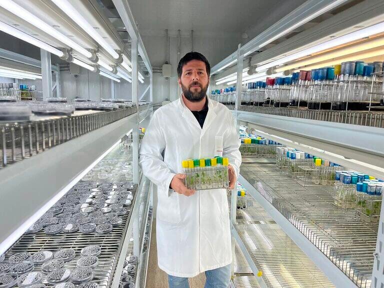 Cruzan variedades de vid para lograr una uva de mesa de pulpa tinta, sin semillas y rica en compuestos saludables