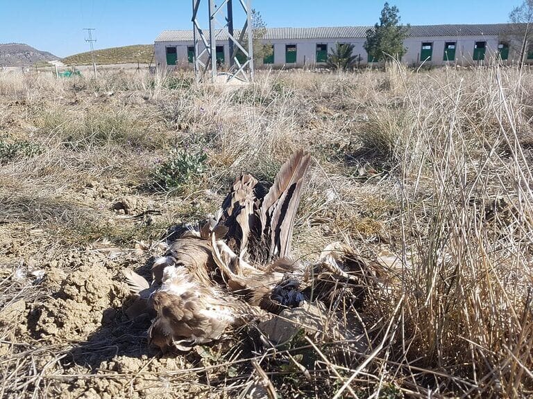 ANSE: “Los tendidos eléctricos masacran 13 ejemplares de buitre leonado en Lorca”