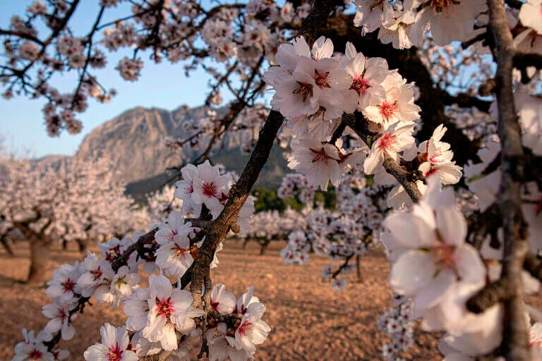 Ganadoras del II Concurso de Fotografía Feria del Almendro en Flor de Mula