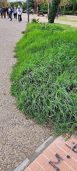 Noelia Arroyo denunciada por hechos que pudieran ser constitutivos de corrupción Noelia Arroyo denunciada por hechos que pudieran ser constitutivos de corrupción