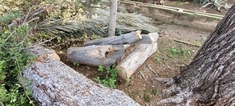 Pedro Contreras: «No existe justificación alguna para la tala de árboles que Arroyo ha ordenado en el centro de la ciudad»