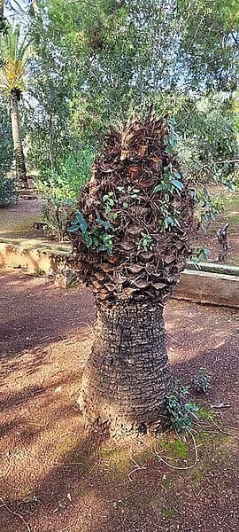 Noelia Arroyo denunciada por hechos que pudieran ser constitutivos de corrupción Noelia Arroyo denunciada por hechos que pudieran ser constitutivos de corrupción