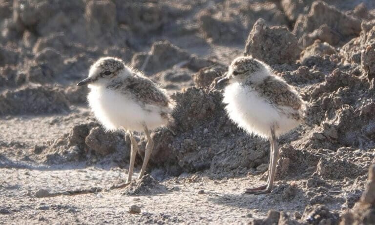 #NoMeToquesLosHuevos: una provocadora campaña para evitar la extinción del chorlitejo patinegro