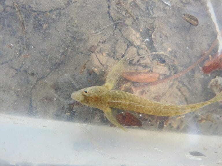 El misterioso regreso del fraila al Segura