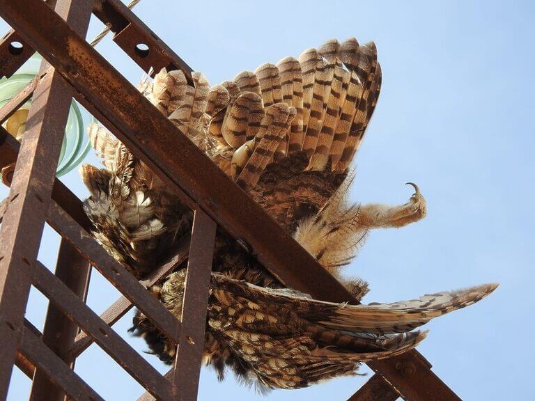 ANSE: "Un Juzgado de Jumilla rechaza archivar la causa de la muerte de varias aves en un tendido eléctrico"