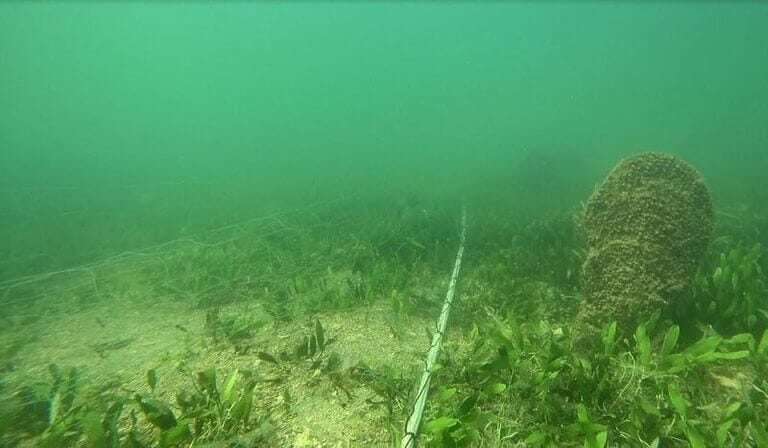 Encuentran redes caladas sobre nacras en el Mar Menor