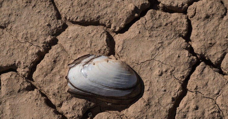 Un informe de Greenpeace acredita la necesidad de recortar los regadíos