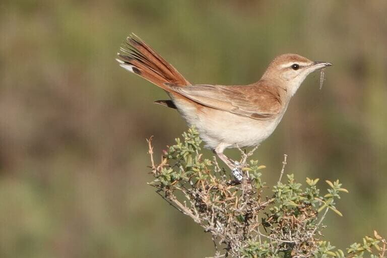 ANSE solicita medidas urgentes para evitar la extinción del alzacola