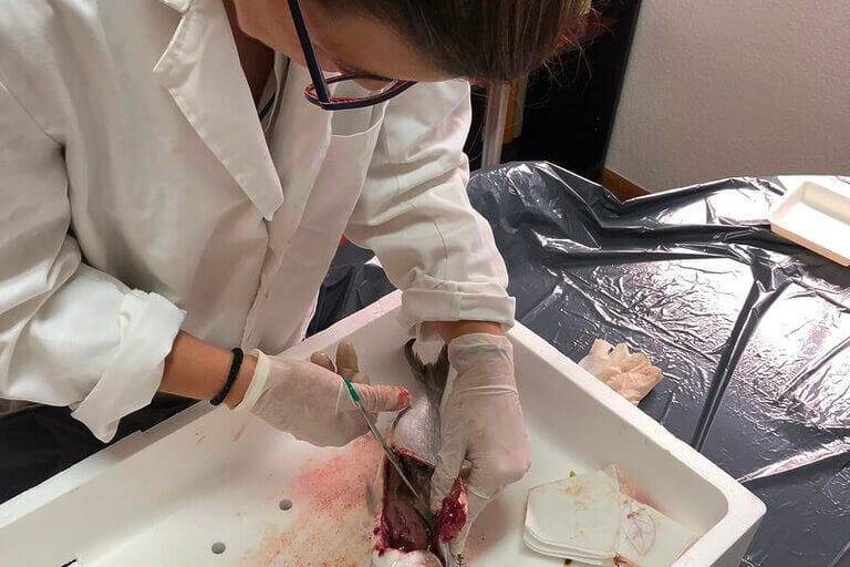 Hallan microplásticos utilizados en agricultura y embarcaciones en la costa del Mar Menor y sus doradas 