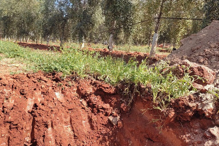 Investigadores de Agrónomos publican las recomendaciones para utilizar cubiertas vegetales con el menor coste económico y ambiental