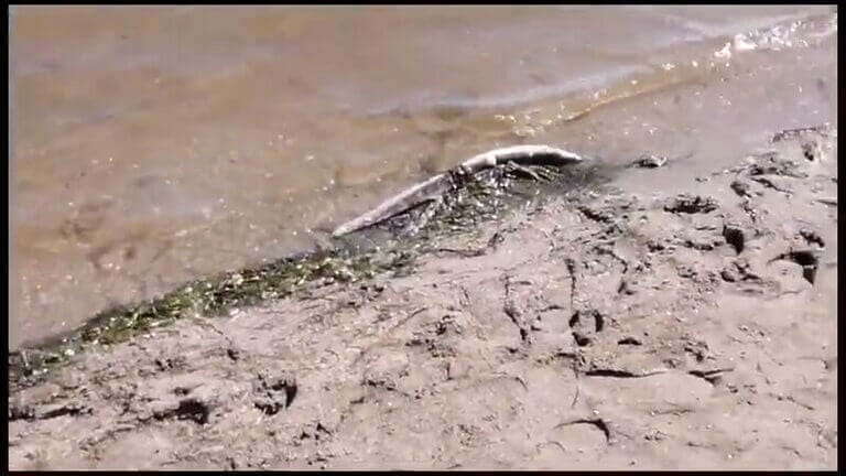 El PSOE de Cartagena denuncia la aparición de peces muertos en Los Nietos