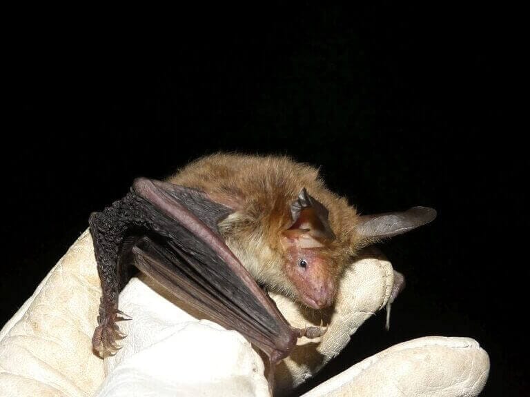 ANSE: "HACIA LA CONSERVACIÓN DE LOS MURCIÉLAGOS FORESTALES DE ALBACETE”