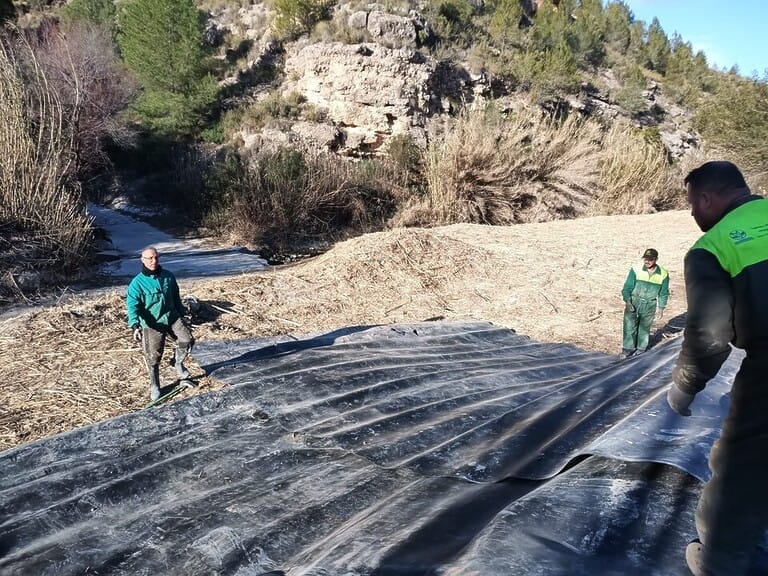 ANSE sustituye 100 metros de orilla de caña por bosque de ribera en Cañaverosa