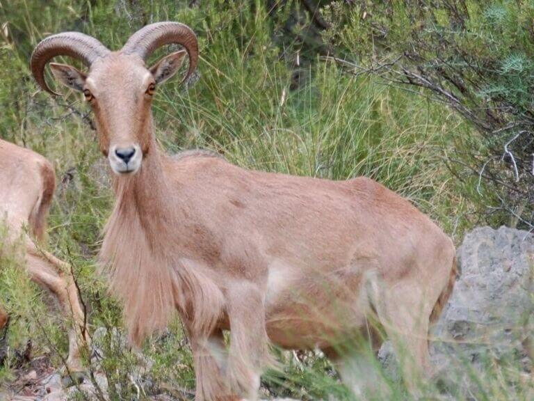 ANSE pide al Consejero de Medio Ambiente que no permita la privatización de la caza en Sierra Espuña