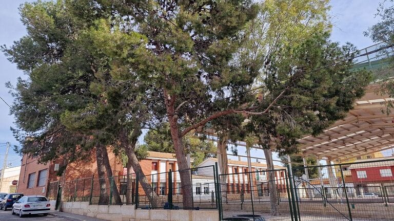 El PSOE de Lorca exige a Fulgencio Gil que dé marcha atrás en su intención de ejecutar una tala masiva de árboles en el colegio de Almendricos