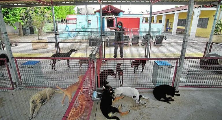 CCOO y UGT denuncian la reducción de horario de apertura al público del Centro Municipal de control de Zoonosis