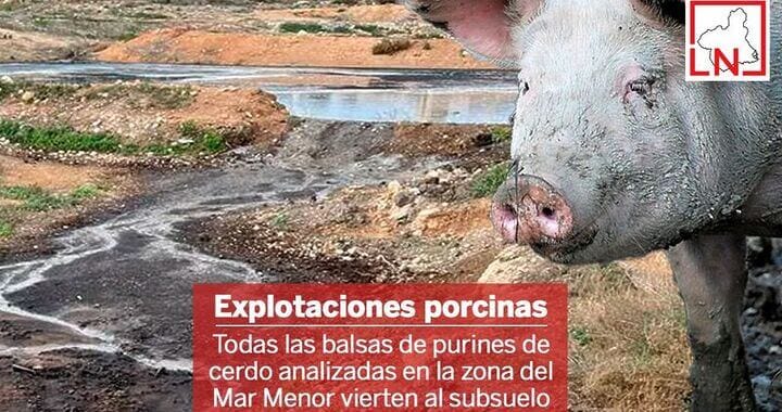 Todas las balsas de purines de cerdo analizadas en la zona del Mar Menor vierten al subsuelo