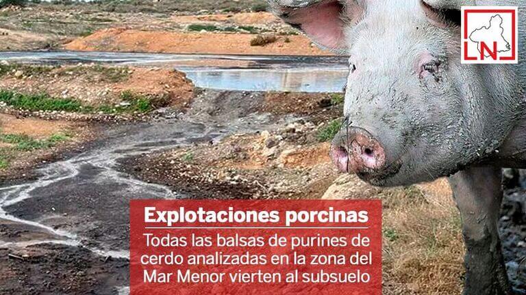 Todas las balsas de purines de cerdo analizadas en la zona del Mar Menor vierten al subsuelo