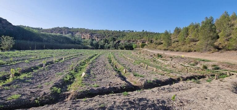 ANSE celebra el Día Mundial de la Biodiversidad con un bosque de ribera de 3,5 ha en La Huertecica