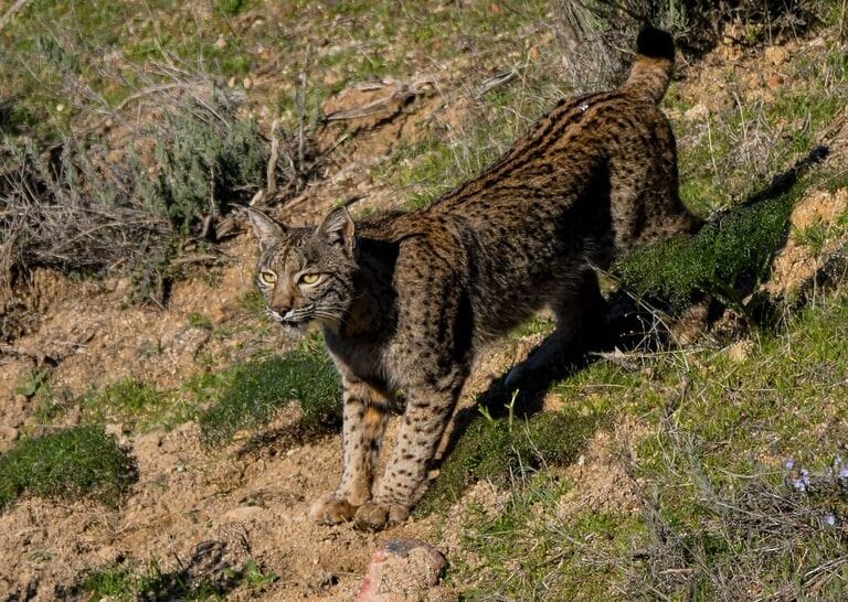 WWF y ANSE piden al gobierno de la Región de Murcia medidas urgentes para asegurar el éxito de la reintroducción del lince ibérico en Lorca