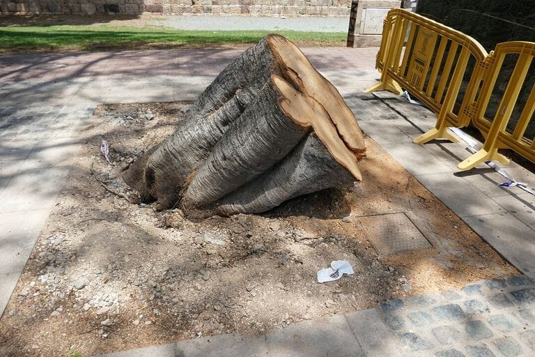 El PSOE denuncia la tala de un ejemplar incluido dentro del catálogo de árboles monumentales de Cartagena
