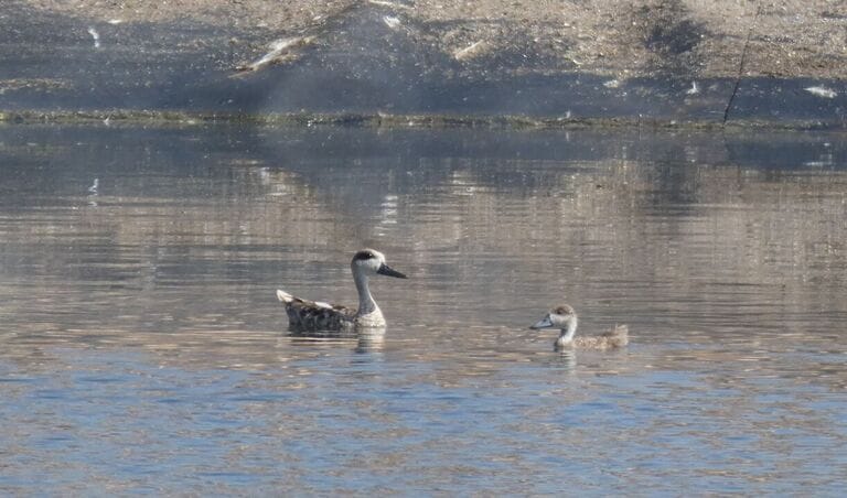 La cerceta pardilla vuelve a reproducirse en la Región de Murcia quince años después