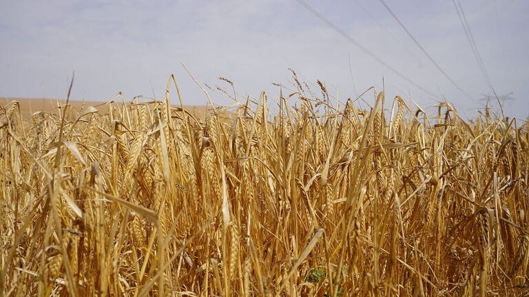 UPCT y Fundación Estrella Levante demuestran que fertirregar cebada con agua de pozo es viable y desnitrifica