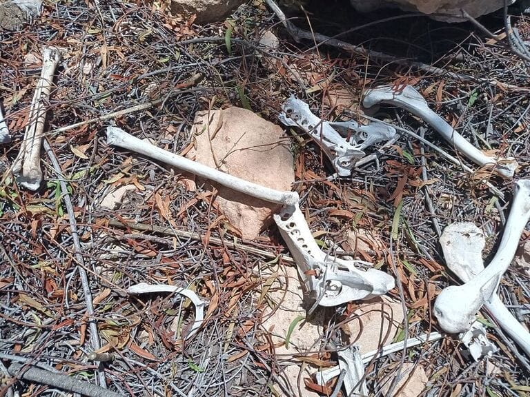 ANSE: "Mirando Al Tendido detecta un punto negro para las aves rapaces en Valladolises"