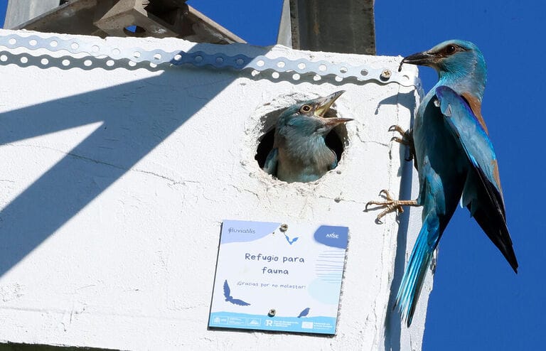 Los nidales de Fluviatilis favorecen el control biológico de plagas a través de la fauna silvestre